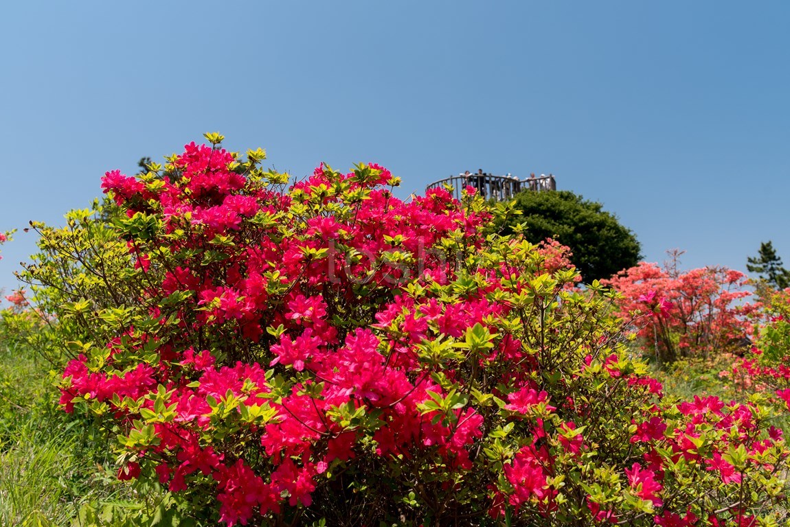 神野山 toshi の ならはまほろば