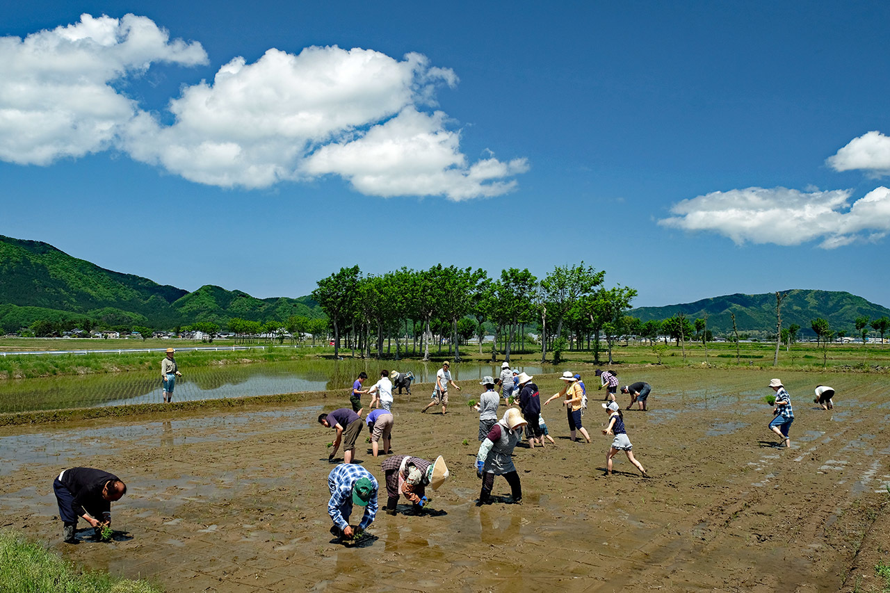 田植え（ハサ木の田んぼ）_e0096372_11411883.jpg