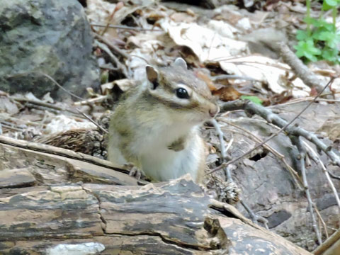 円山探鳥会_f0083977_2173233.jpg