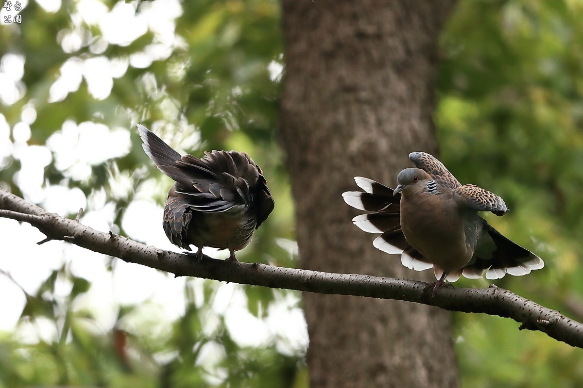 ラブラブなキジバト R18指定 野鳥公園 ラブラブなキジバト R18指定 野鳥公園