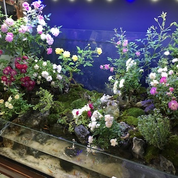 ばら ばら ばらの1日(3)_a0191183_17512385.jpg