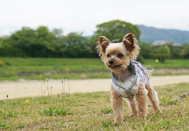 犬と歩く京都_e0156083_15523438.jpg