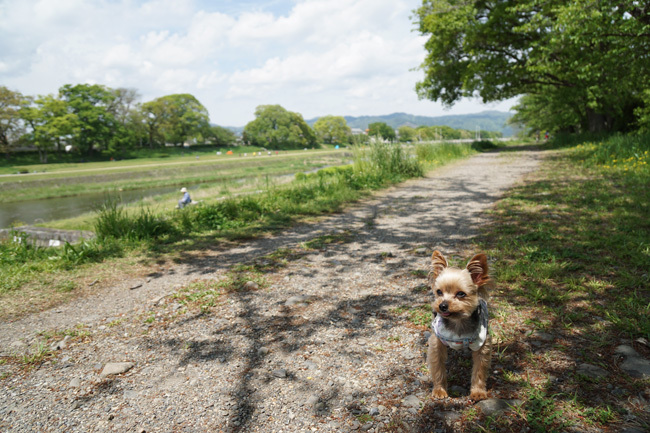 犬と歩く京都_e0156083_15533808.jpg