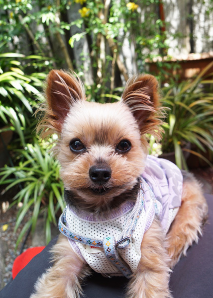 犬と歩く京都_e0156083_15534669.jpg