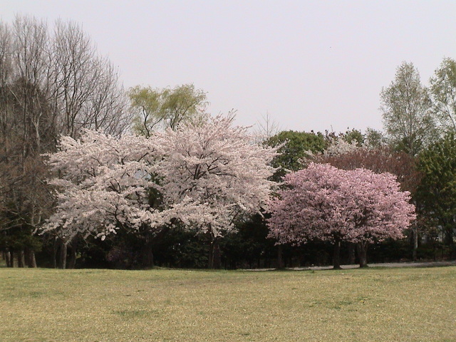 北国の桜４_c0171889_11401122.jpg