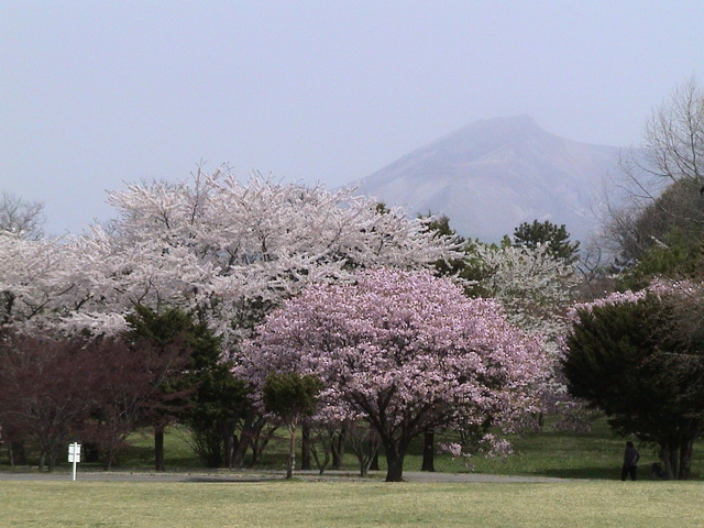 北国の桜４_c0171889_11404495.jpg