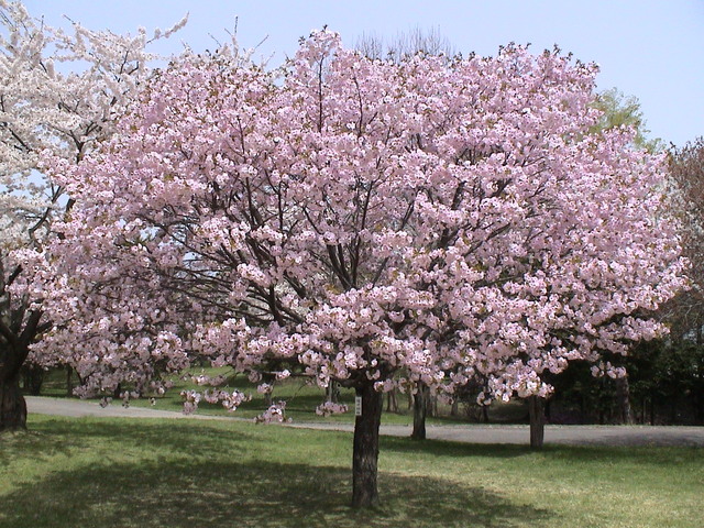 c0171889_11412637.jpg