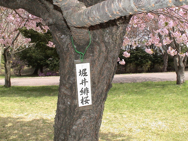 北国の桜４_c0171889_11415060.jpg