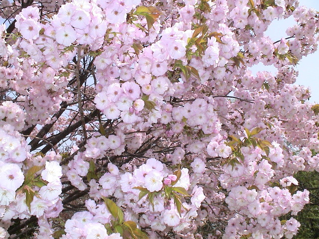 北国の桜４_c0171889_11421064.jpg