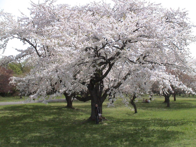 北国の桜４_c0171889_11423183.jpg