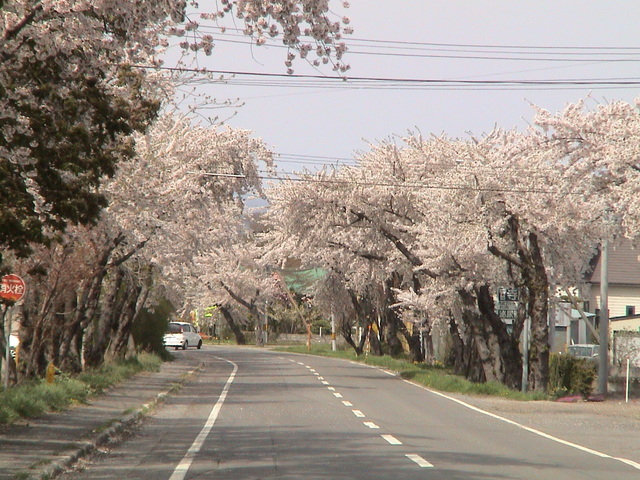 北国の桜４_c0171889_1143421.jpg