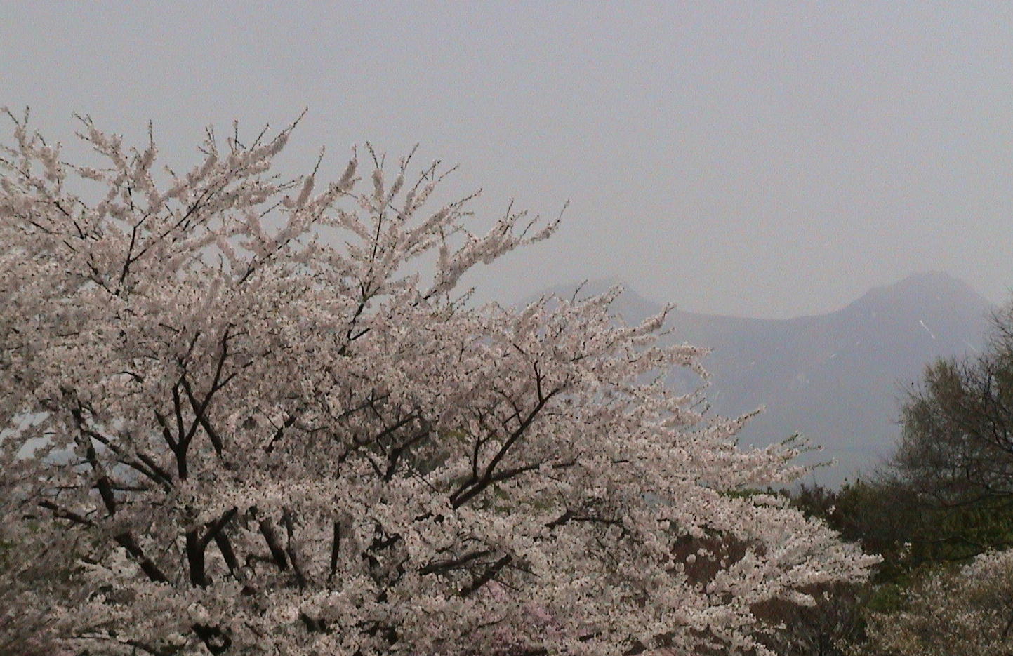 北国の桜４_c0171889_11451247.jpg