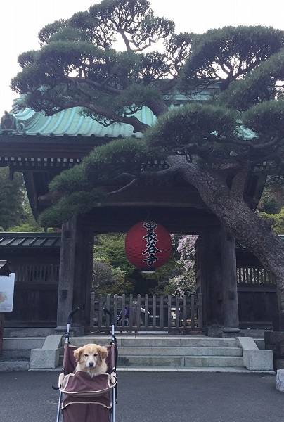 2017 家族旅行　ほったらかし温泉キャンプ3日目～最終日_c0196992_21415197.jpg