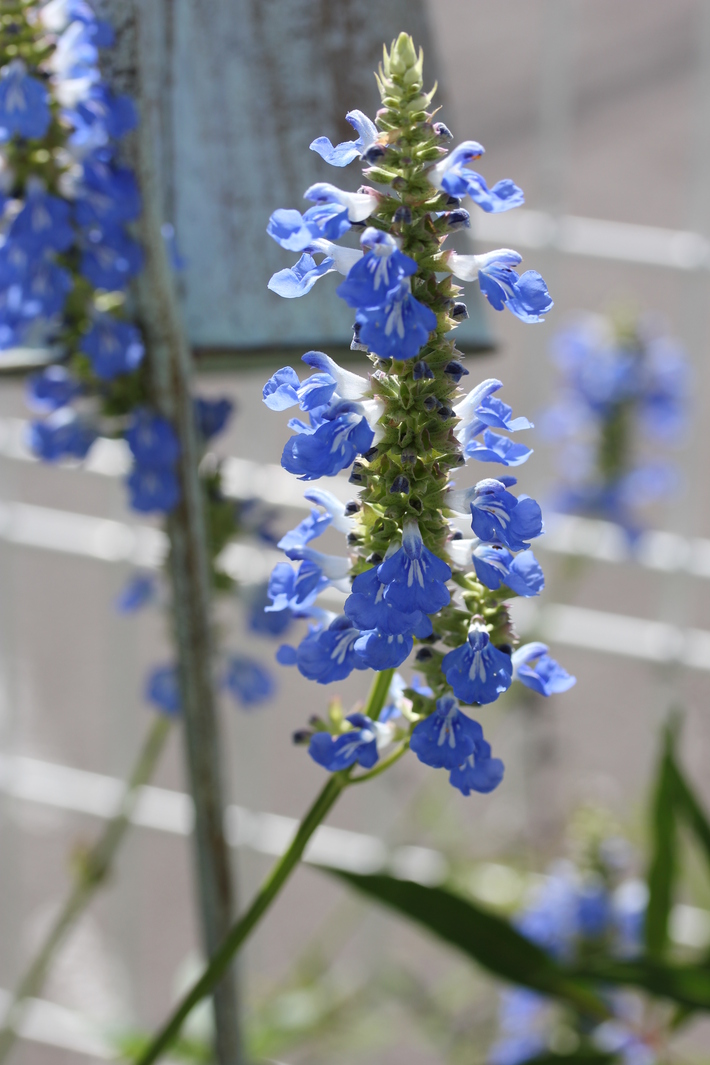 夏用の寄せ植え向きのお花①_a0292194_20433999.jpg