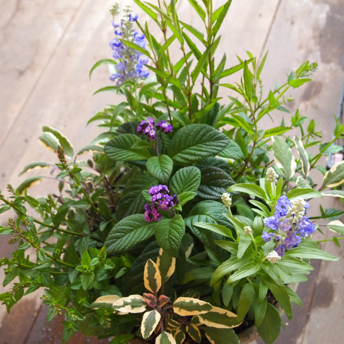 夏用の寄せ植え向きのお花①_a0292194_20475976.jpg