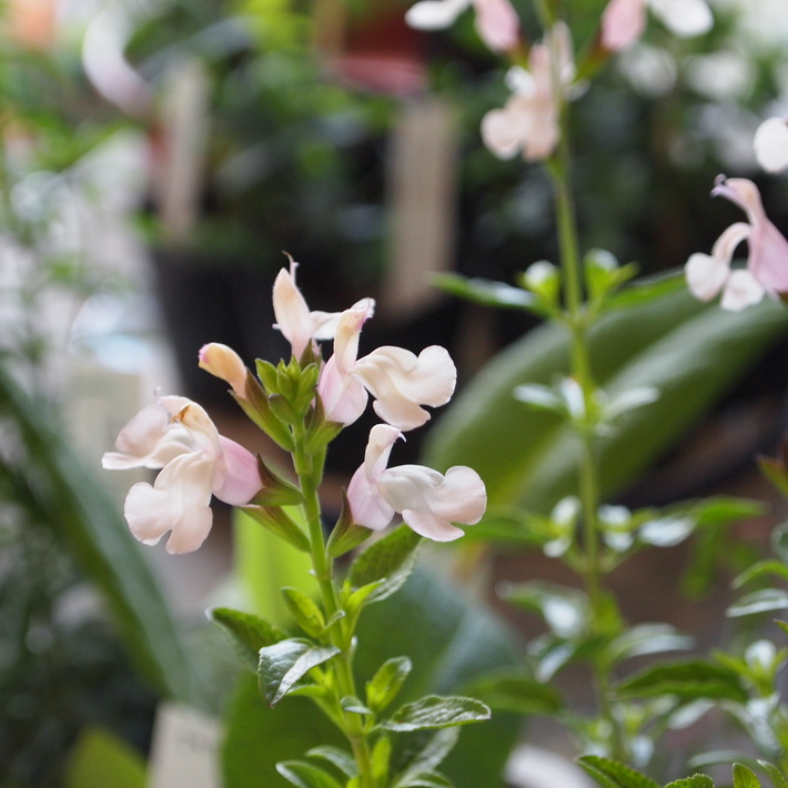 夏用の寄せ植え向きのお花①_a0292194_2048528.jpg
