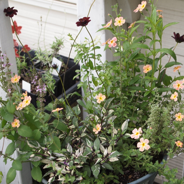 夏用の寄せ植え向きのお花①_a0292194_20552214.jpg