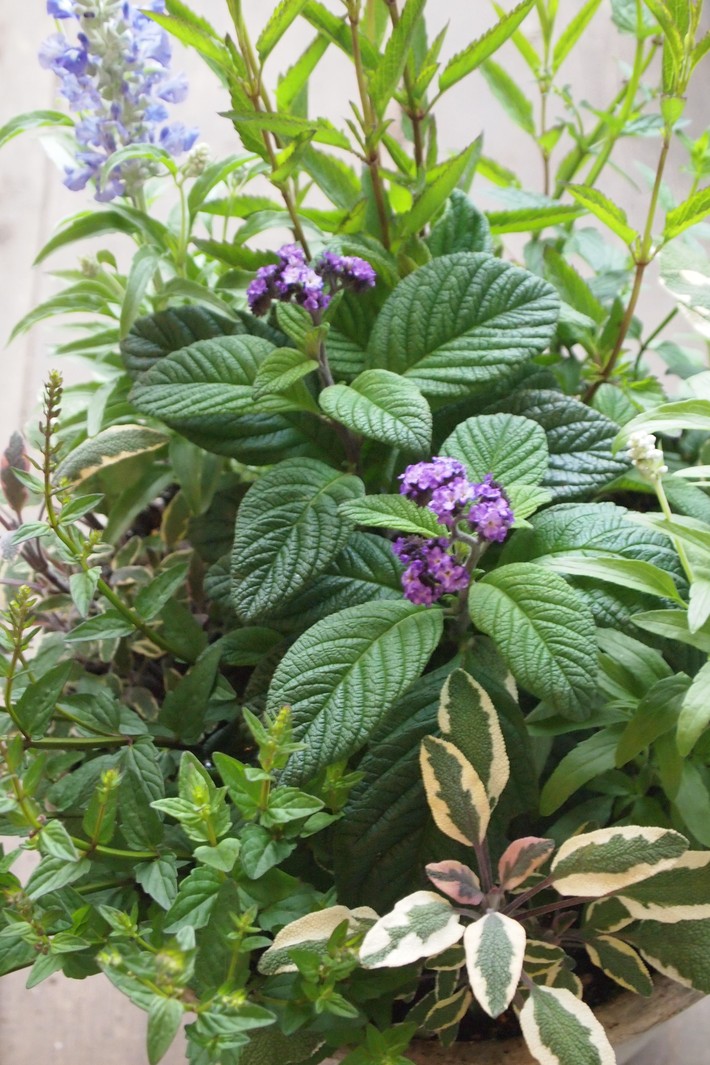 夏用の寄せ植え向きのお花①_a0292194_212475.jpg