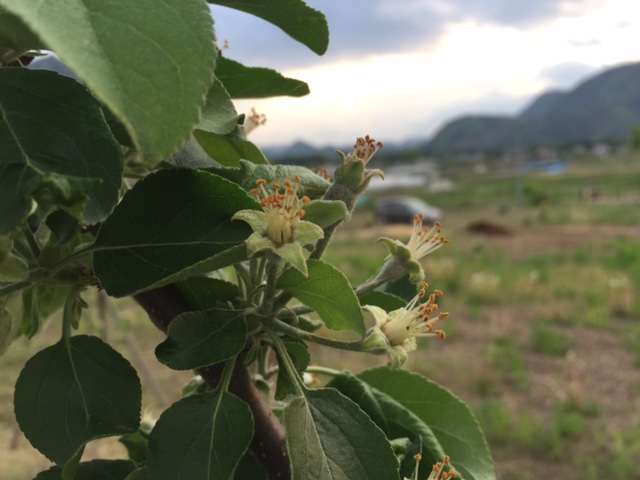 塩田平の庭・可愛らしいリンゴの実_c0216197_7433971.jpg