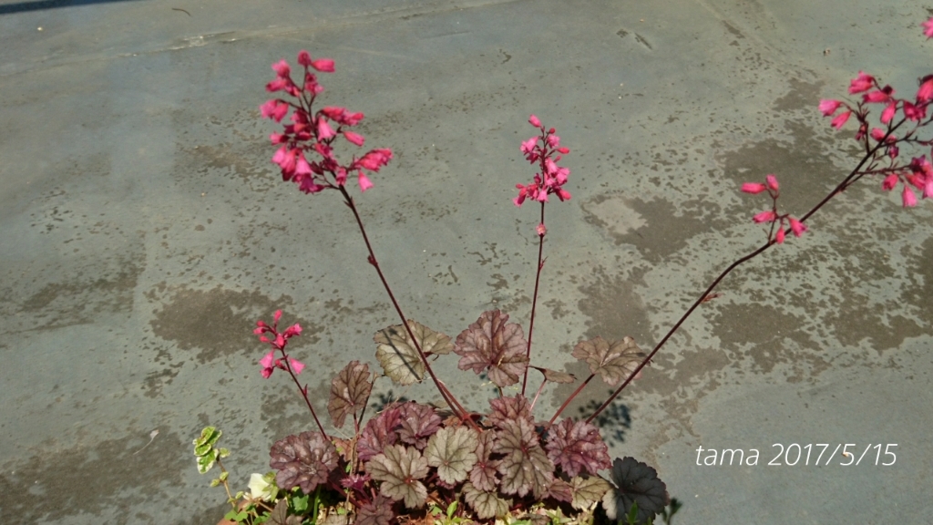 オルラヤ(オルレア)と地味だけど渋いヒューケラのお花_f0339422_07454767.jpg