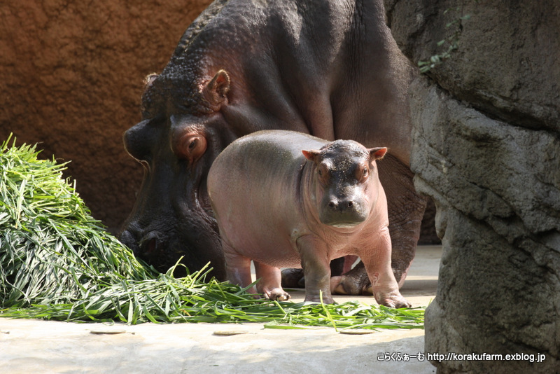 王子カバの赤ちゃん第4子（生後28日目）～プールへ発進！_c0188824_23300665.jpg