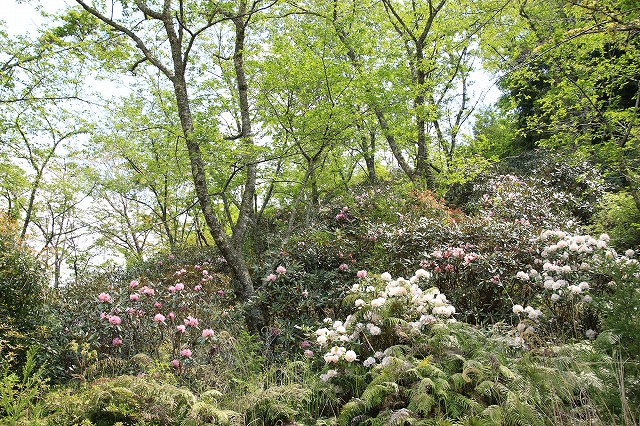 滝原森林公園を散策(撮影:4月29日)_e0321325_920769.jpg