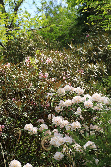 滝原森林公園を散策(撮影:4月29日)_e0321325_9212133.jpg