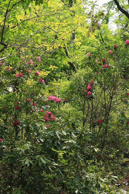 滝原森林公園を散策(撮影:4月29日)_e0321325_921353.jpg