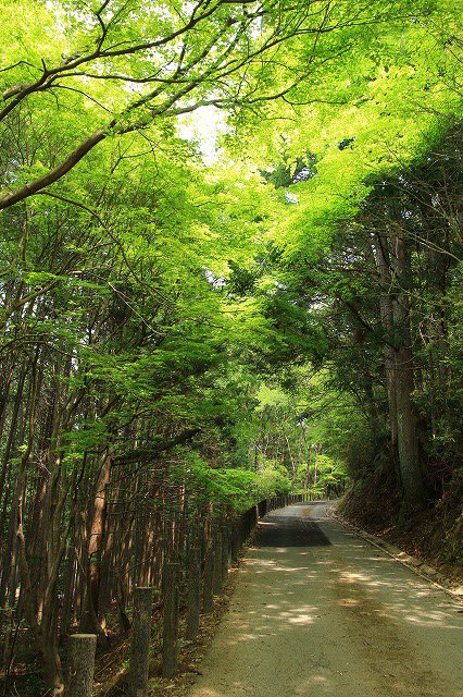 滝原森林公園を散策(撮影:4月29日)_e0321325_9222220.jpg