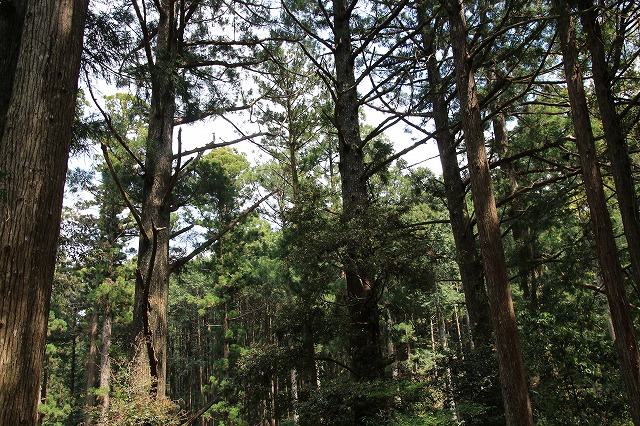 滝原森林公園を散策(撮影:4月29日)_e0321325_9244418.jpg
