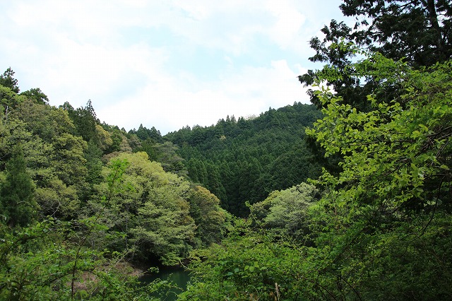 滝原森林公園を散策(撮影:4月29日)_e0321325_9261688.jpg