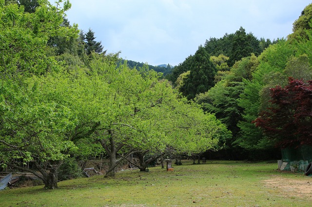 滝原森林公園を散策(撮影:4月29日)_e0321325_9343229.jpg