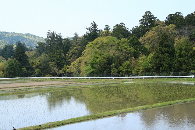 滝原森林公園を散策(撮影:4月29日)_e0321325_9345019.jpg