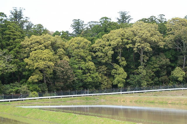 滝原森林公園を散策(撮影:4月29日)_e0321325_9373638.jpg