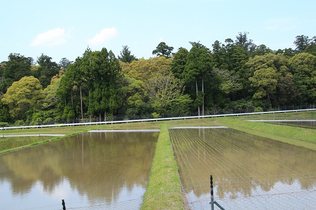滝原森林公園を散策(撮影:4月29日)_e0321325_9375555.jpg