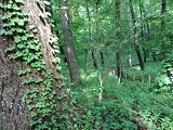 【アーシング】_b0211926_15552455.jpg