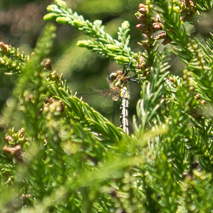 c0021726_17053438.jpg