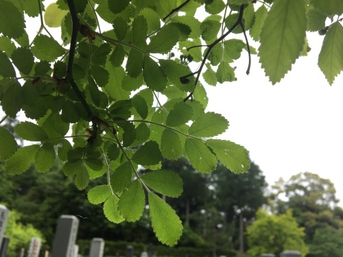大多喜県民の森 森だらけの場所での県民の森とは 散歩ガイド 大多喜県民の森 森だらけの場所での県民の森とは 散歩ガイド