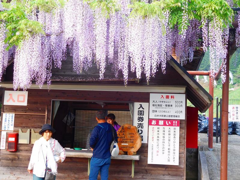 兵庫県朝来市の 白井大町藤公園 見事なフジ ヒストリカル シェア 京都中心の四季 歴史 祭