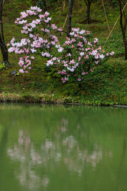 京都の桜2017 高台寺しだれ桜_f0155048_0123929.jpg