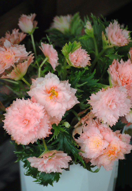 a0001354_22550415.gif
