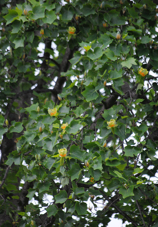 a0001354_23324509.gif