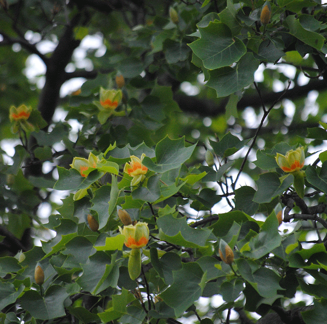 a0001354_23331696.gif