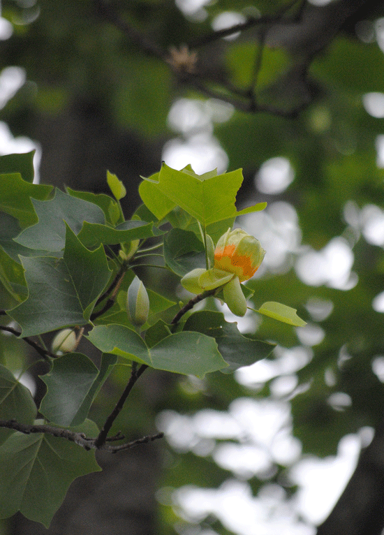 a0001354_23332954.gif