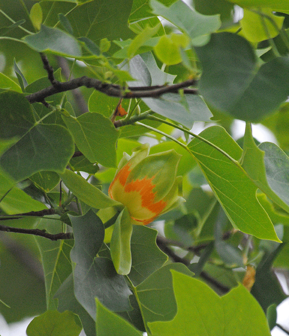 a0001354_23334344.gif