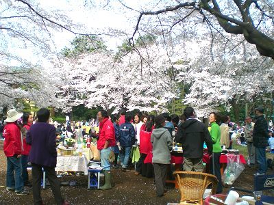 2017年4月2w　満開の櫻の下で「雑草除去」_a0094959_13533854.jpg