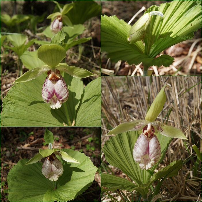 由布岳山麓から猪瀬戸湿原花歩き。_f0016066_20502646.jpg