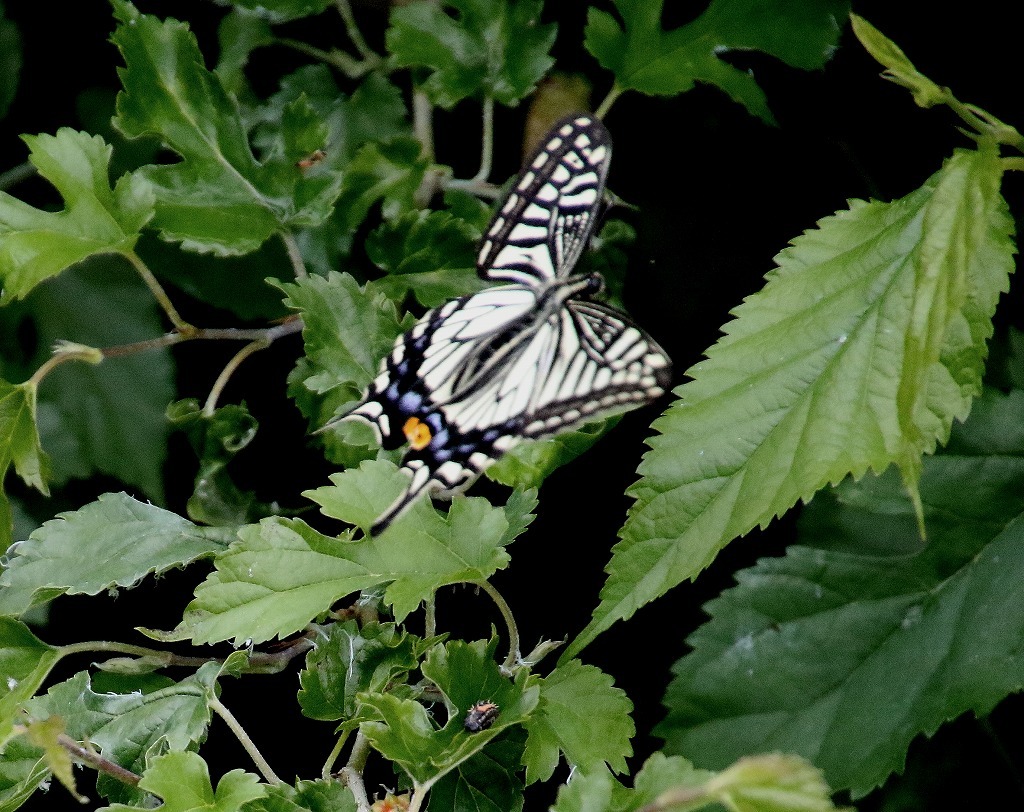 b0320769_16022832.jpg