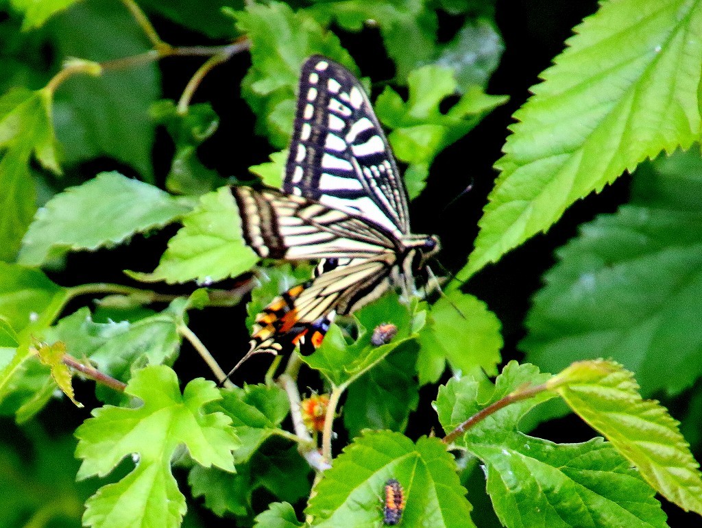 b0320769_16022853.jpg