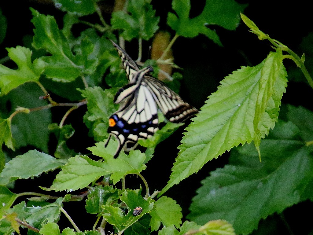 b0320769_16022917.jpg